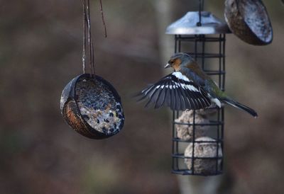 Close-up of bird perching on feeder