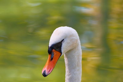 Close-up of swan swimming in lake