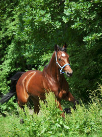 Horse on grass against trees