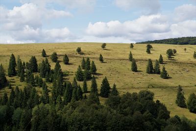 Scenic view of field against sky