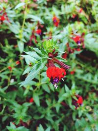 Close-up of insect on red flower