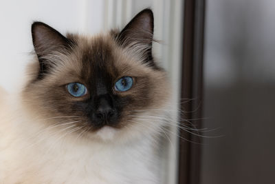 Portrait of blue eyed ragdoll cat