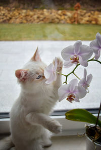 Close-up of white cat with flower