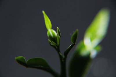 Close-up of young plant growing outdoors