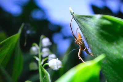 Close-up of insect on plant