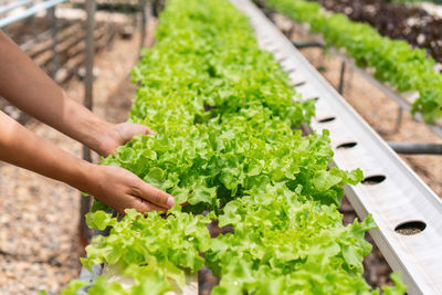 Midsection of man holding leaf in container