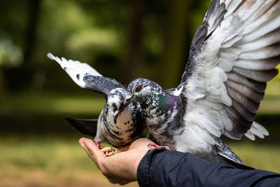 Pigeons eating nuts from hand