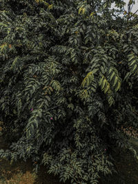 Full frame shot of trees growing in forest