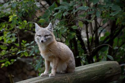 Portrait of fox on tree