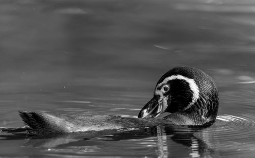 Close-up of duck swimming in lake