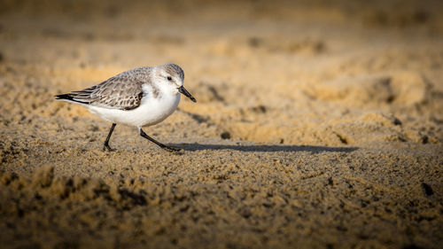 Close-up of seagull perching on sand