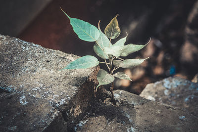 Close-up of plant growing on rock