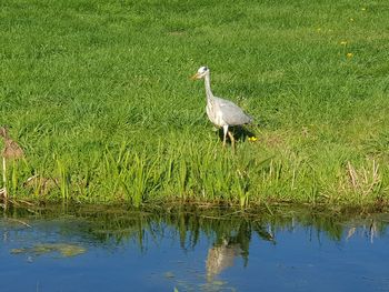 Bird on a land