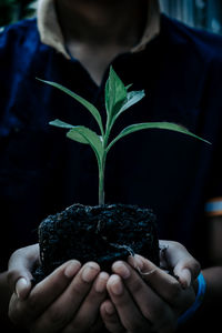 Close-up of hand holding small plant