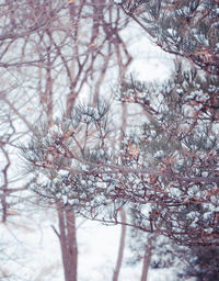Close-up of snow covered plant