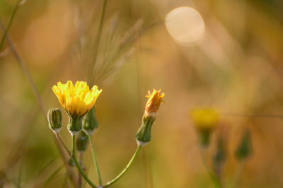 Close-up of yellow flowering plant