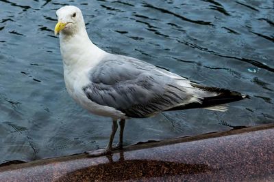 High angle view of gray heron perching on water