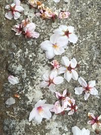 Close-up of white flowers