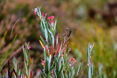 Close-up of pink flowering plant on field