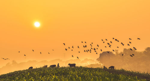Birds flying over silhouette landscape against sky during sunset