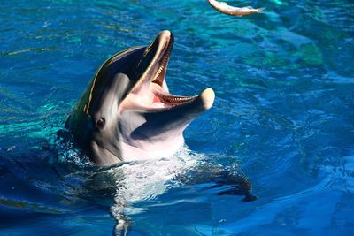 Close-up of a horse in swimming pool