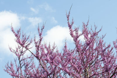 Low angle view of cherry blossoms against sky