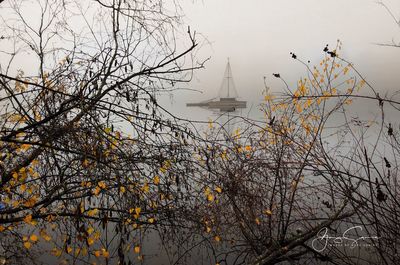 Bare tree by lake against sky