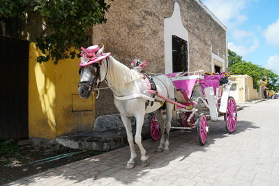 Horse cart on street against buildings