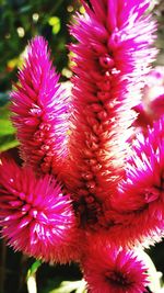 Close-up of pink flowers