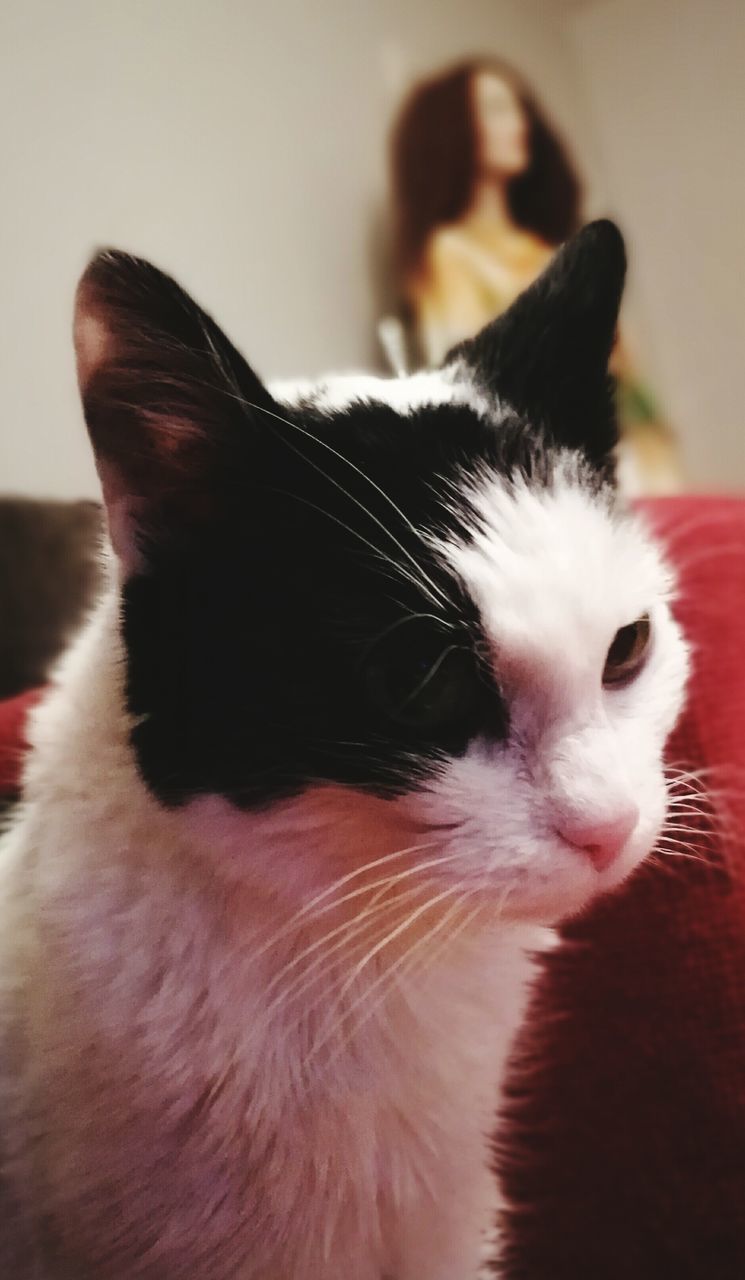 CLOSE-UP OF CAT IN MOUTH