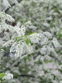 Close-up of white flowering plant