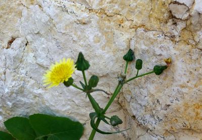 Close-up of yellow flowers