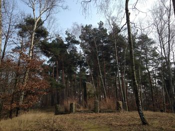 Trees in forest