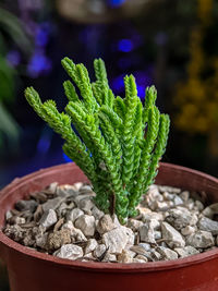 Close-up of potted plant in container