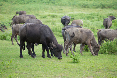 Herd of sheep on field