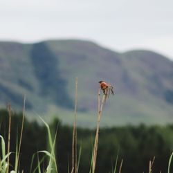 Close-up of insect on plant against sky