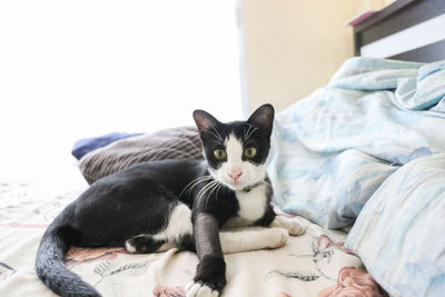 Portrait of cat resting on bed at home