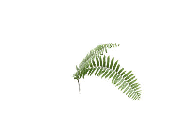 Close-up of fern leaves against white background