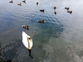 High angle view of swans swimming in lake