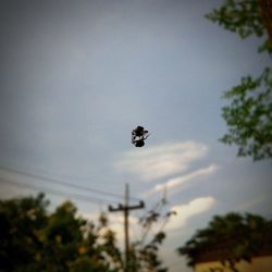 Low angle view of horse against sky