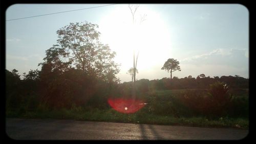 Sun shining through trees