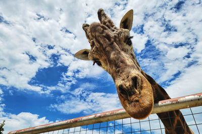 Low angle view of giraffe against sky