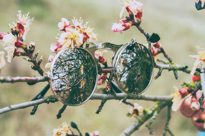 Close-up of sunglasses on tree