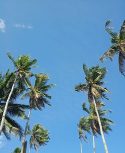 Low angle view of palm tree against sky