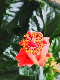 Close-up of red hibiscus blooming outdoors