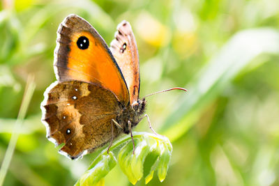 Close-up of butterfly on flower