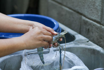 Close-up of hands holding prawn