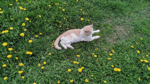 High angle view of cat on grass