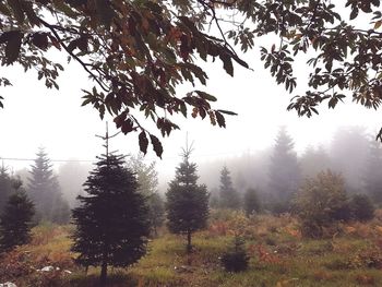 Trees growing on field in foggy weather