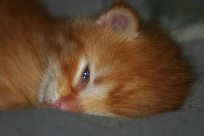 Close-up portrait of ginger cat